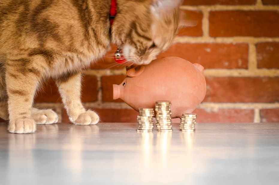 Stapels munten en een huiskat die in een spaarpot kijkt