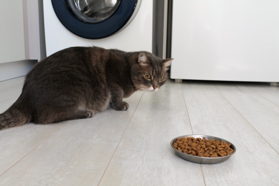 Een kat weigert droogvoer te eten