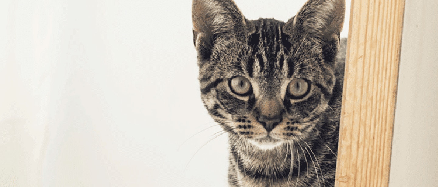 Hoelang kunt u een kat alleen laten