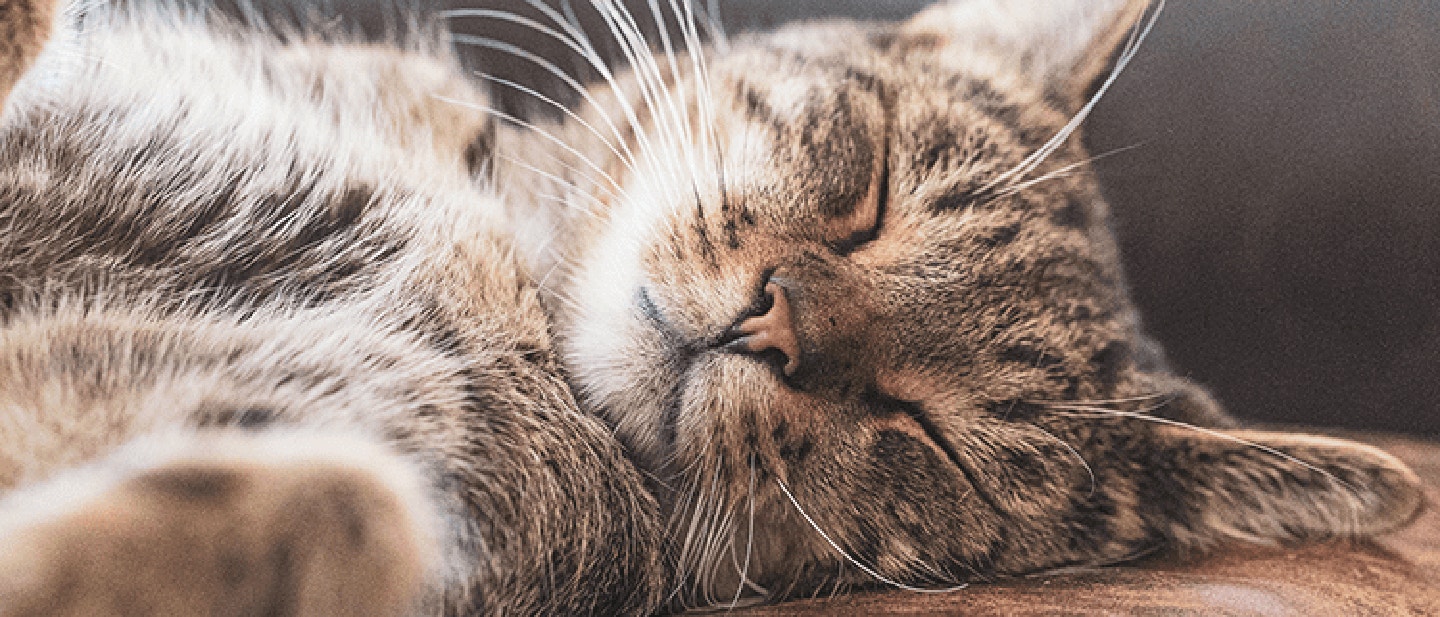 Mijn kat slaapt op mij