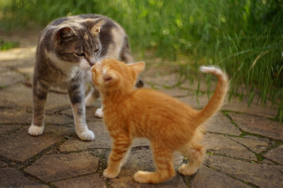 Wanneer wordt een kitten een kat? 