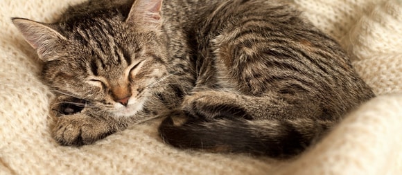 Begrijp de slaapbehoeften van uw kitten 