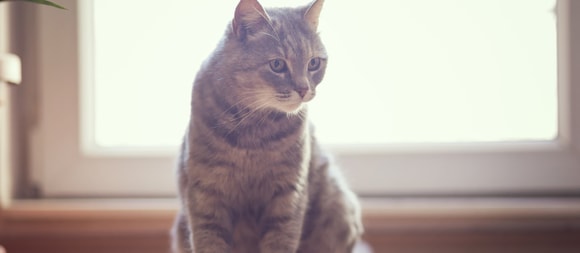 Tips van Perfect Fit™ om de voedingsroutine van uw kat aan te passen aan warmer weer