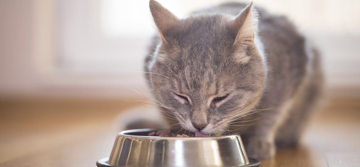 Gezond Gewicht Kat en Hoe het Onder Controle te Houden I PERFECT FIT™