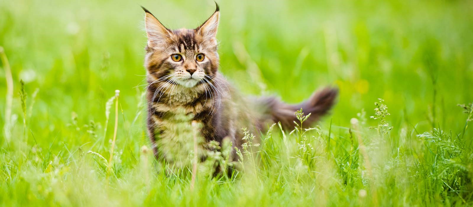 Wanneer Wordt een Kitten een Kat PERFECT FIT™
